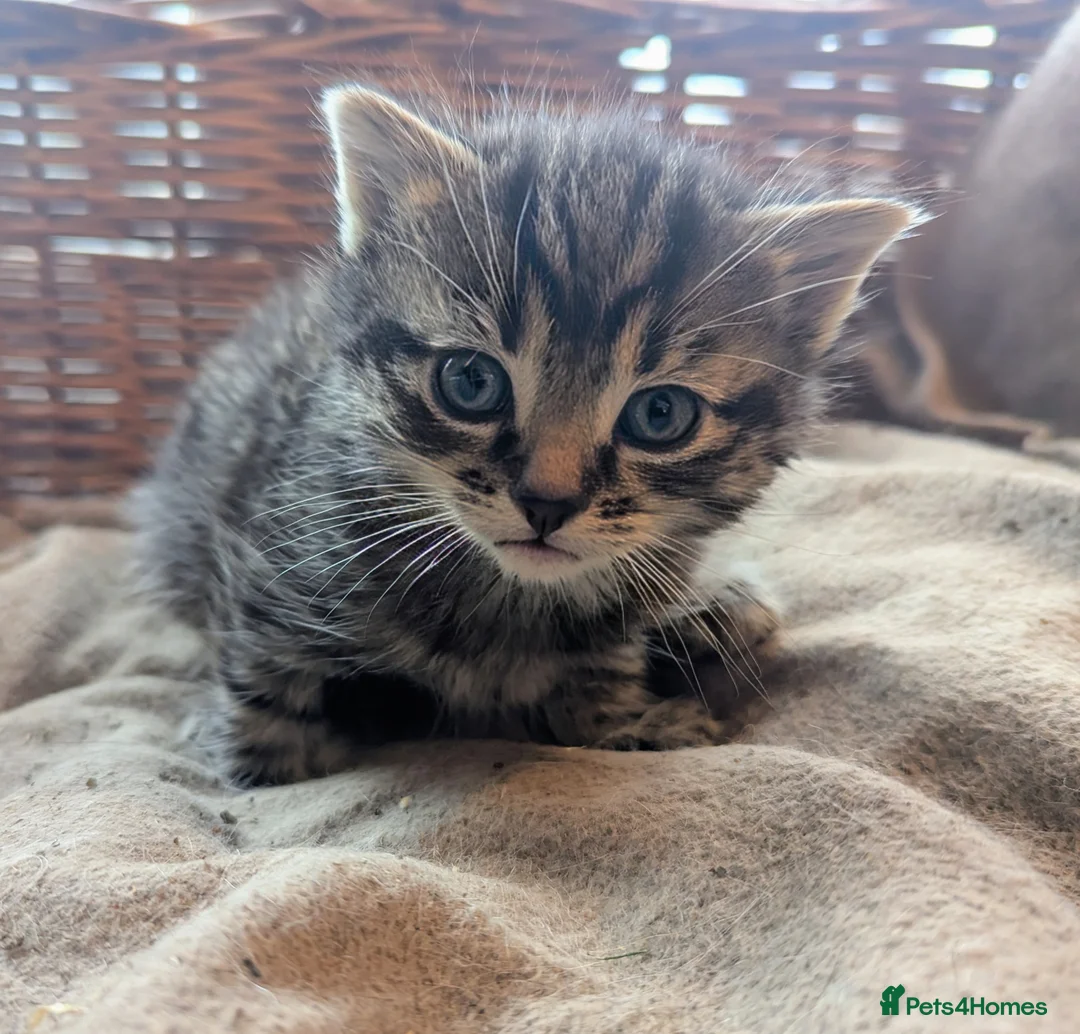 Domestic Shorthair cats for sale: Adorable kittens  - Advert 5