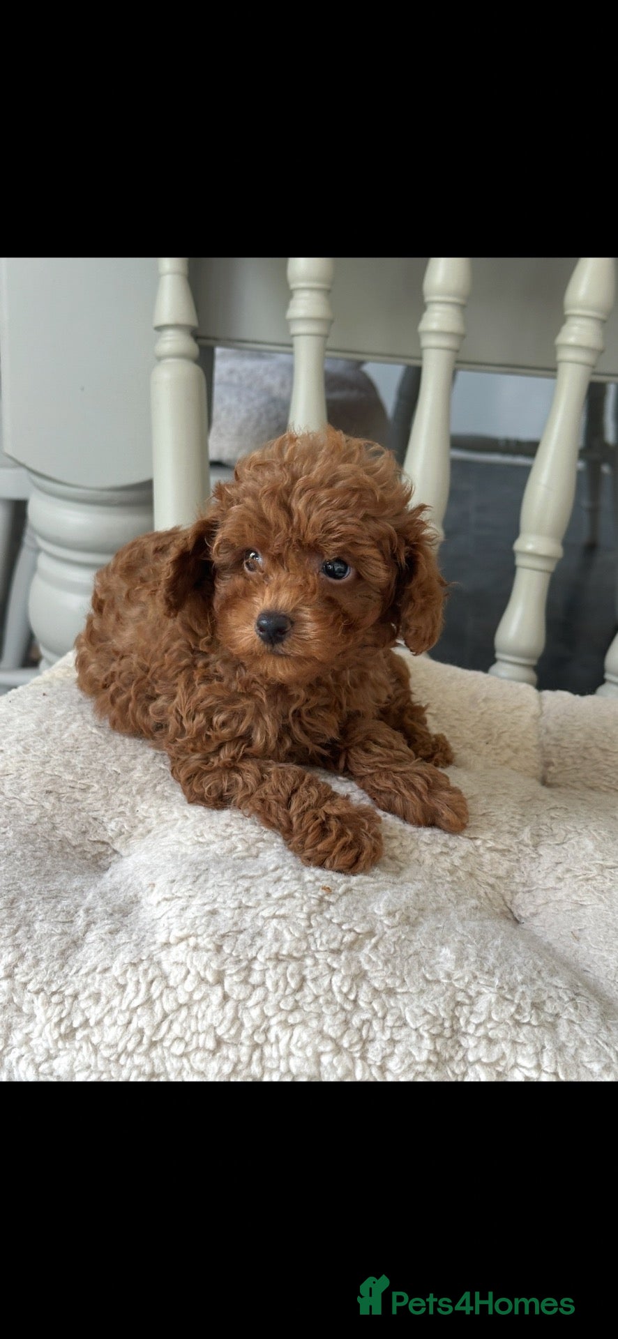 Toy Poodle dogs Adorable kc registered toy poodle puppies  - Advert 2