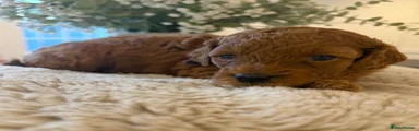Cavapoo 5