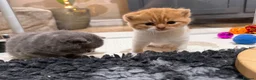 British Shorthair cats for sale: Last GCCF red & white British shorthair kitten - Advert 3