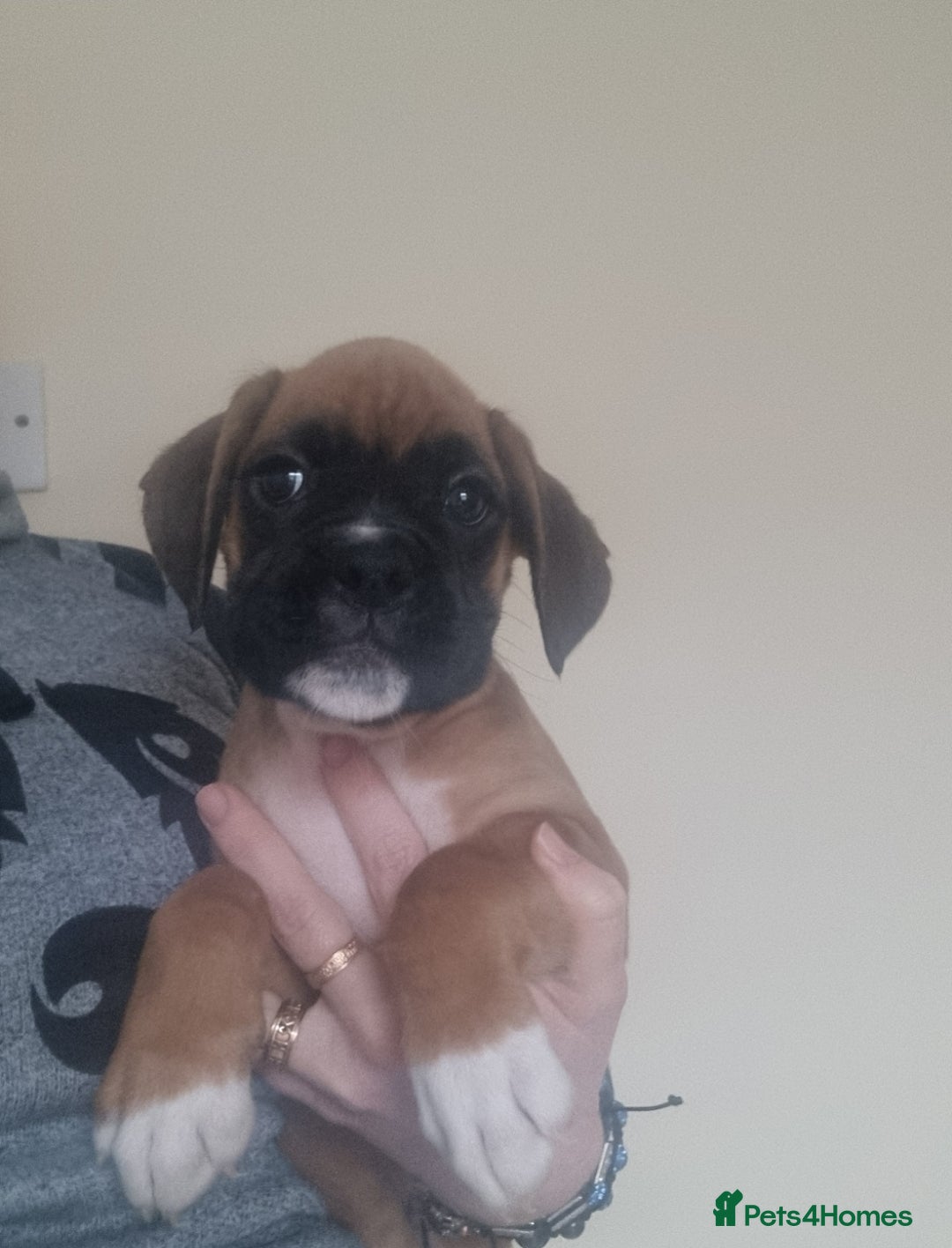 Boxer dogs for sale:   Outstanding  KC Boxer puppies - Advert 15