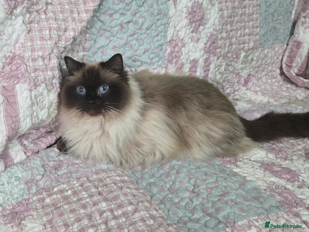 Ragdoll cats for sale: 3 year old Ragdoll girl  - Advert 5