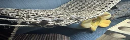 Bearded Dragon reptiles for sale: Baby Bearded Dragons  in Didcot - Advert 5
