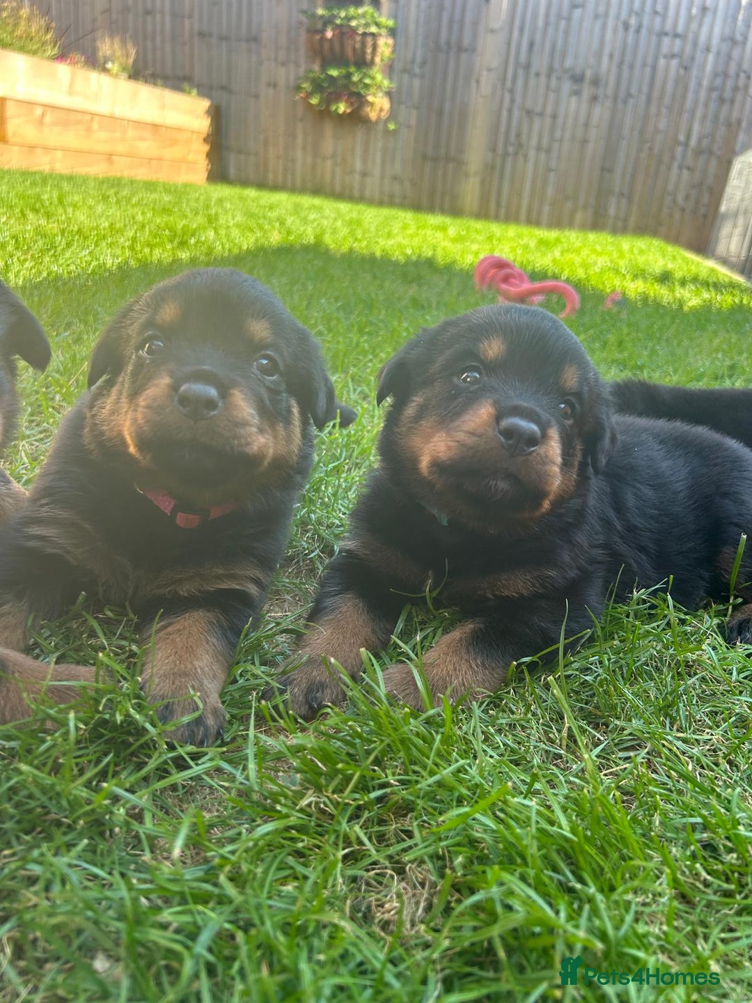 Rottweiler dogs for sale: KC Registered Rottweiler Puppies - Image 2