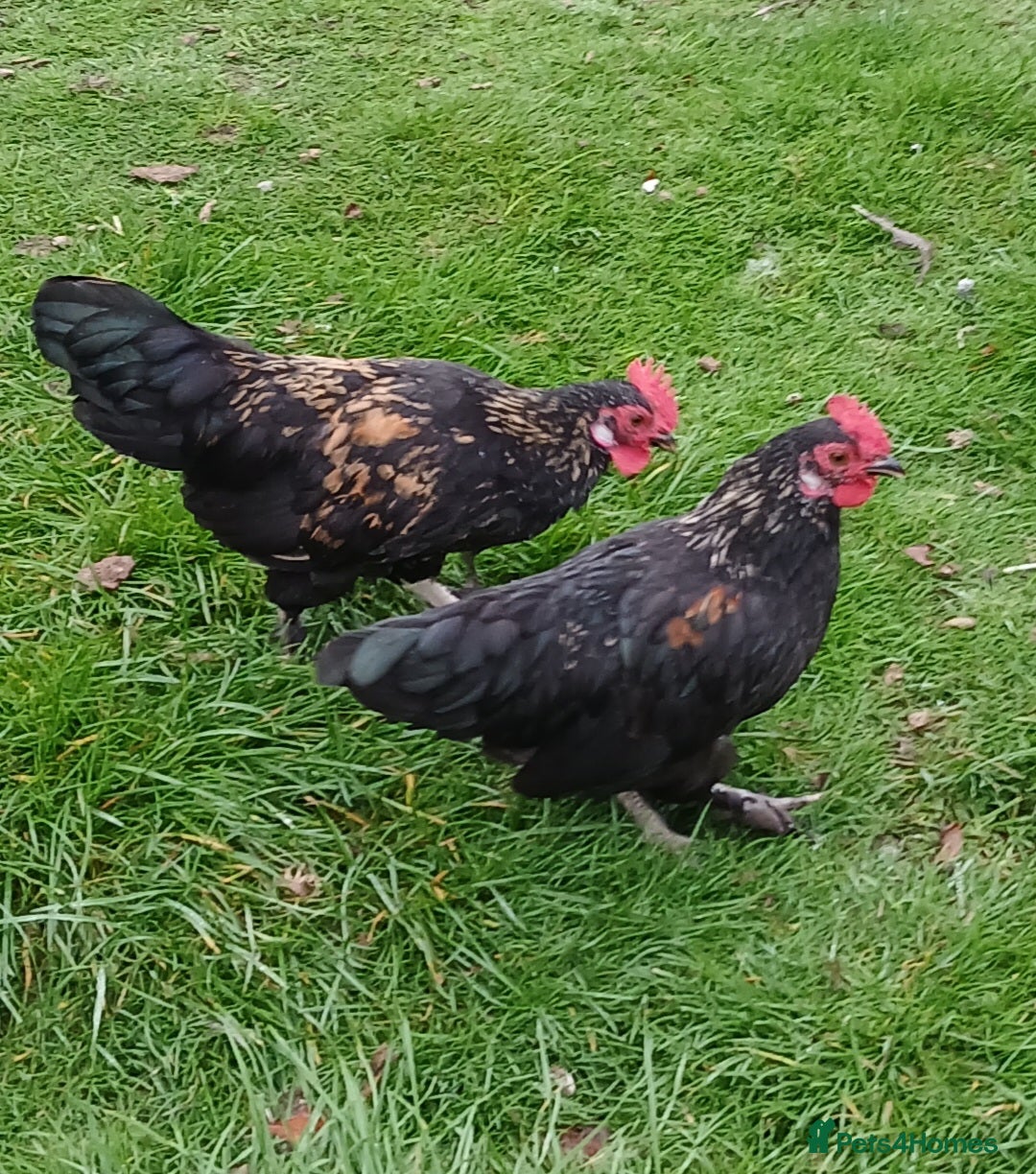 Chickens poultry for sale: Bantam cockrels - Image 2