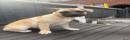 Mixed Breed dogs for sale: Frenchie x Pomsky Pup for sale £350 - Advert 2