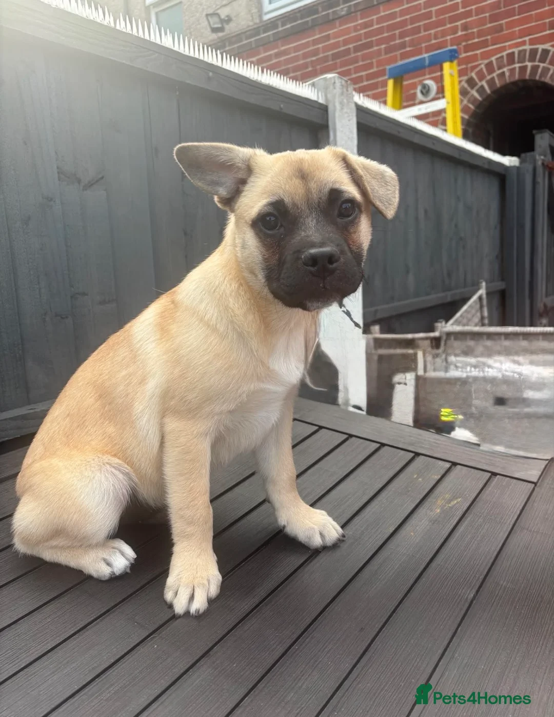 Mixed Breed dogs for sale: Frenchie x Pomsky Pup for sale £350 - Advert 2