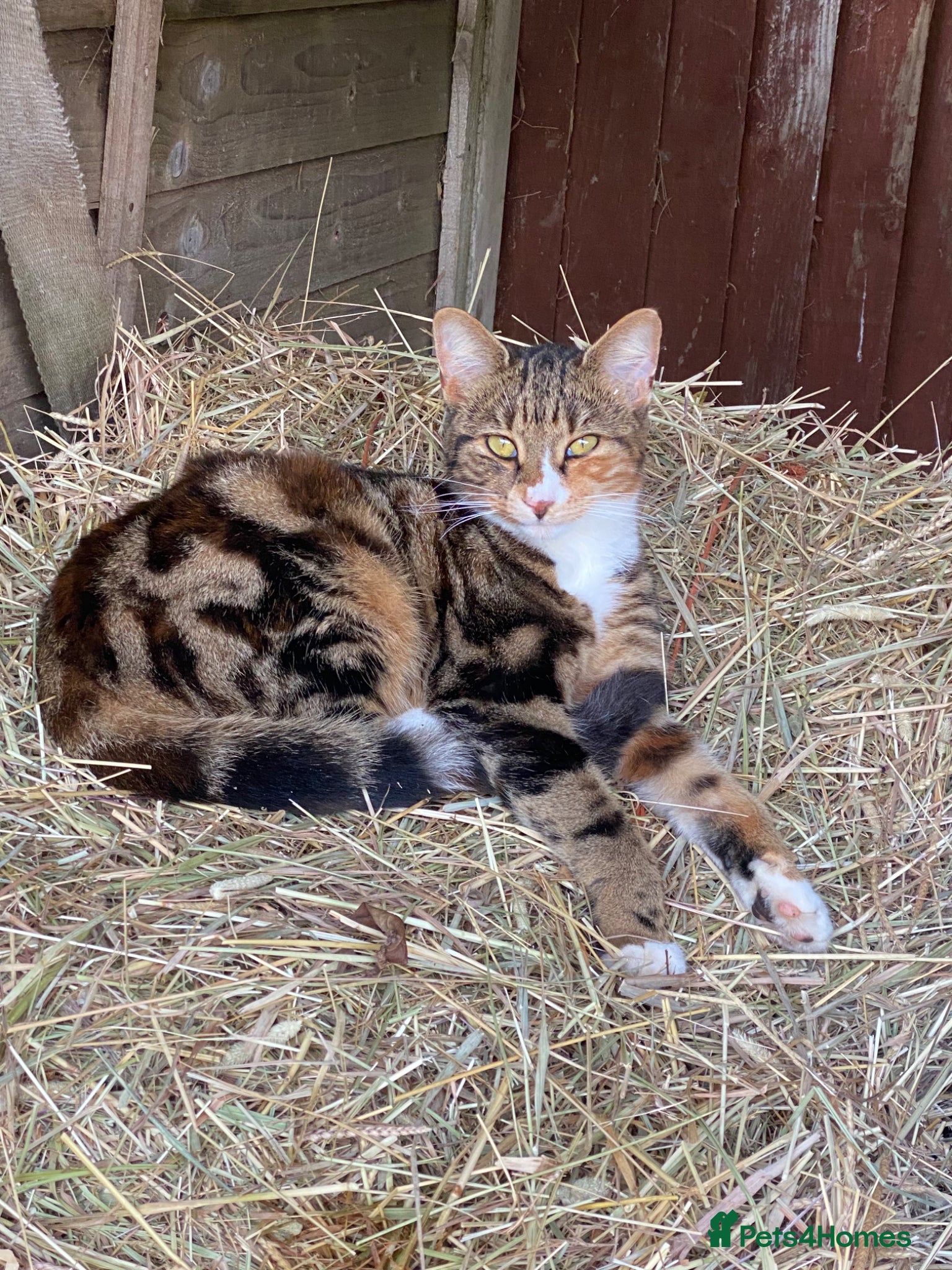 Mixed Breed cats Beautiful girl kittens  - Advert 2