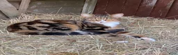 Mixed Breed cats for sale: Beautiful girl kittens  - Advert 1
