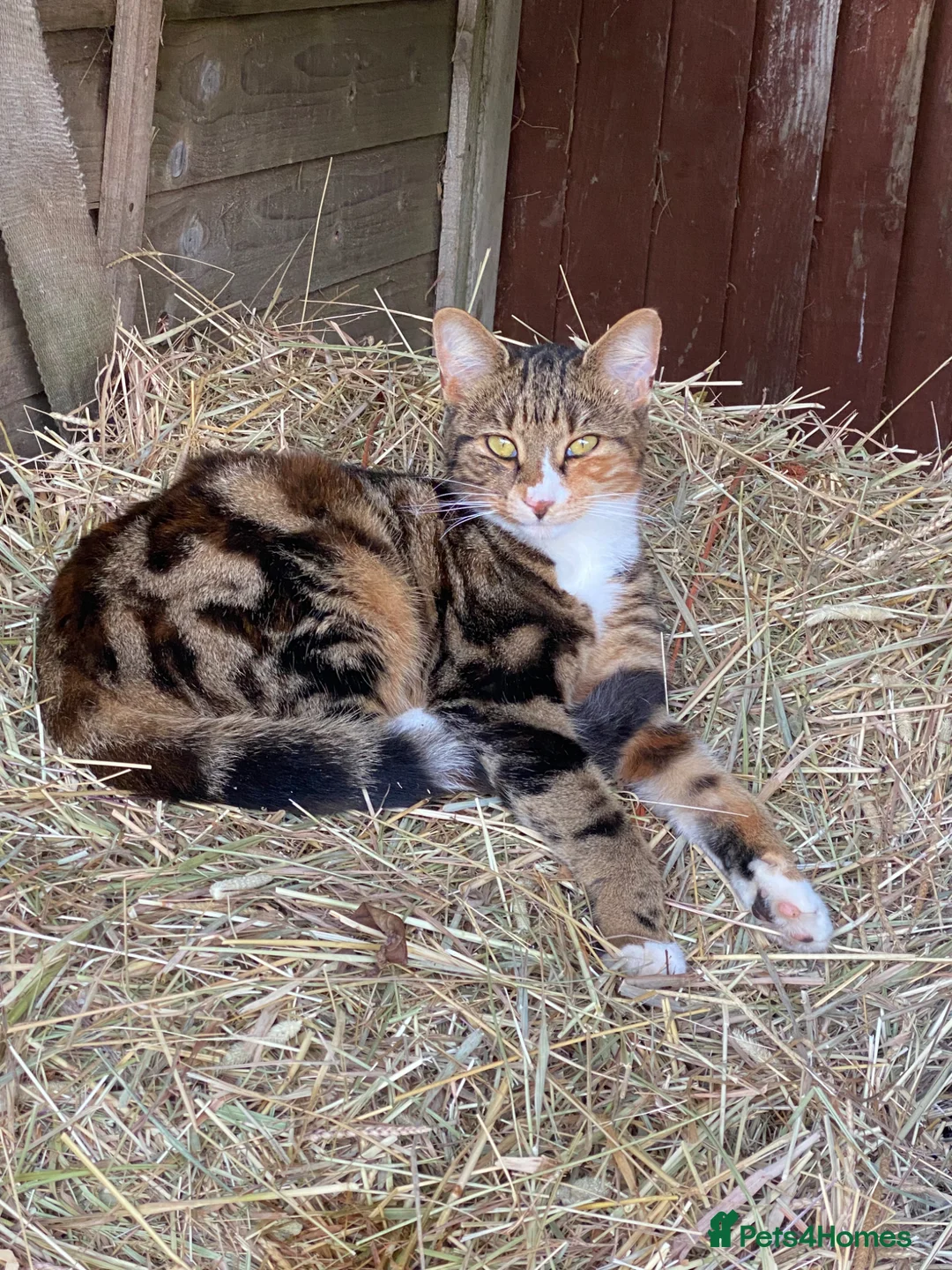 Mixed Breed cats for sale: Beautiful girl kittens  - Advert 1