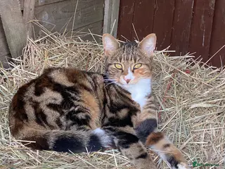Mixed Breed cats TWO Beautiful girl kittens - Advert 1