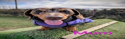 Miniature Dachshund dogs for sale: Miniature Dachshund Puppies - Advert 2