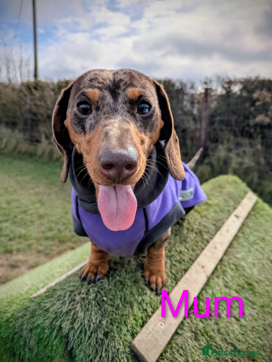 Miniature Dachshund dogs for sale: Miniature Dachshund Puppies - Advert 2