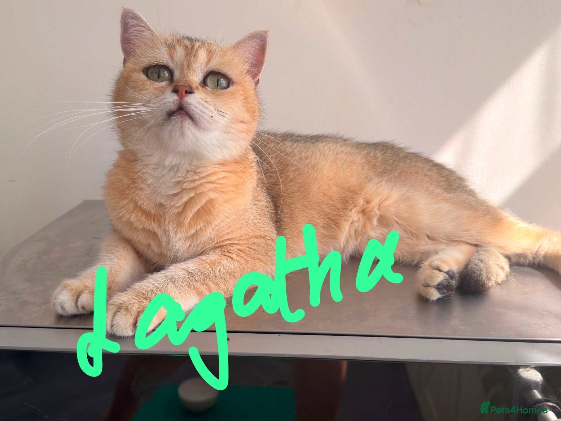 British Shorthair cats Selling our cats read descriptions  - Advert 4