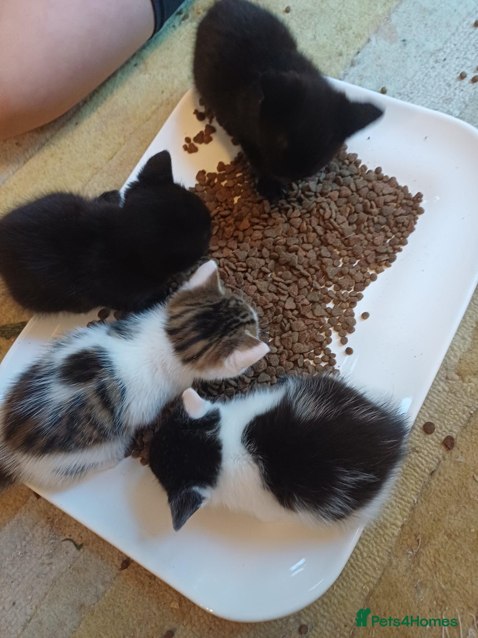 Mixed Breed cats Beautiful kittens  - Advert 1