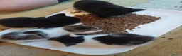 Mixed Breed cats for sale: Beautiful kittens  in Hornsea - Advert 1