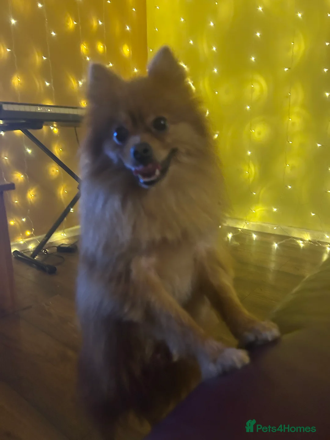 Mixed Breed dogs for sale: Gorgeous Pomeranian  - Advert 2