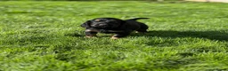 Cocker Spaniel dogs for sale: **MERLE** cocker spaniel puppies READY TO GO!!  - Advert 15