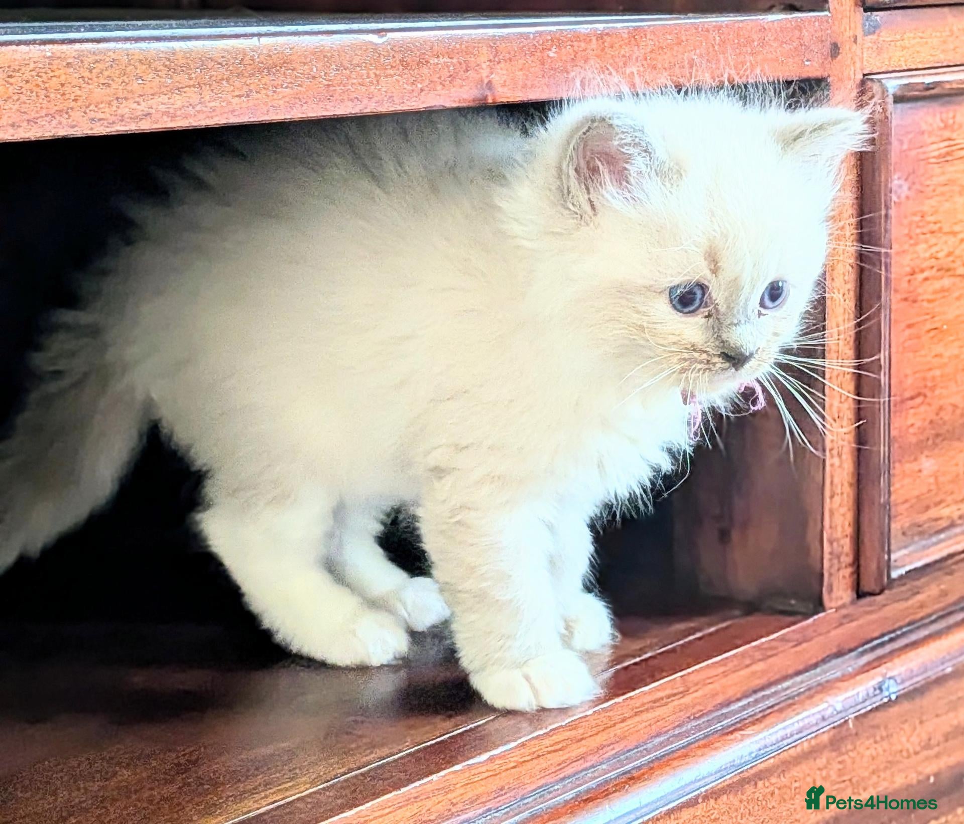 Ragdoll cats GCCF Ragdolls • Grand Champion • Blue/Seal/Lynx - Advert 1