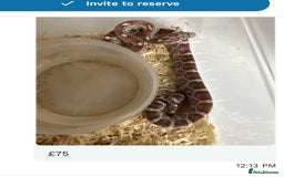 Corn Snake reptiles for sale: Corn snakes baby corn snakes  - Image 7
