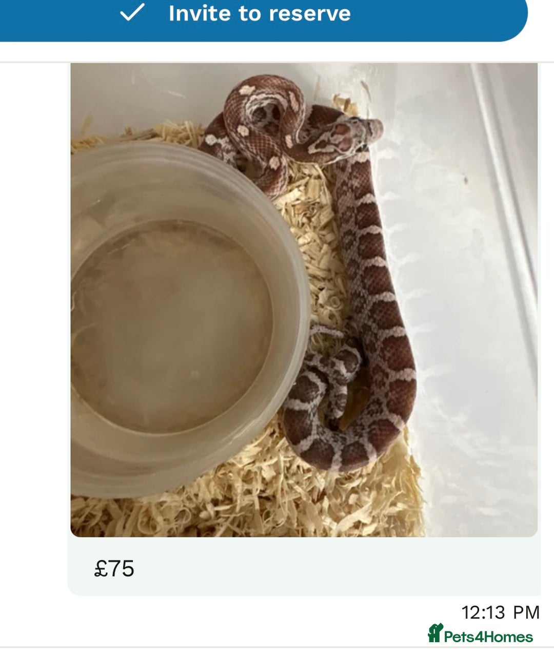 Corn Snake reptiles for sale: Corn snakes baby corn snakes  - Image 7