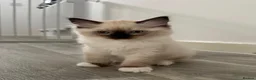 Ragdoll cats for sale: Stunning Purebred Ragdoll Kittens - Advert 13