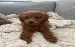 Mixed Breed dogs for sale: Red toy poodle.  - Image 1