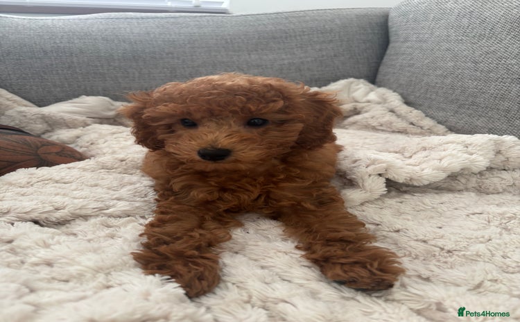 Mixed Breed dogs - Advert 4
