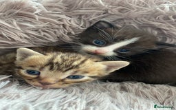 Mixed Breed cats for sale: 4 beautiful kittens, Bengal & British shorthair - Image 17