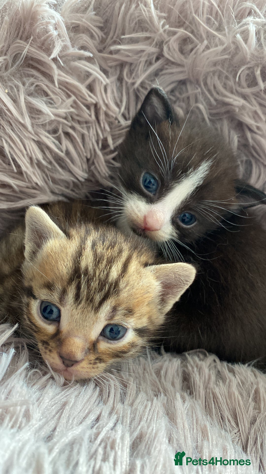 Mixed Breed cats for sale: 4 beautiful kittens, Bengal & British shorthair - Image 17