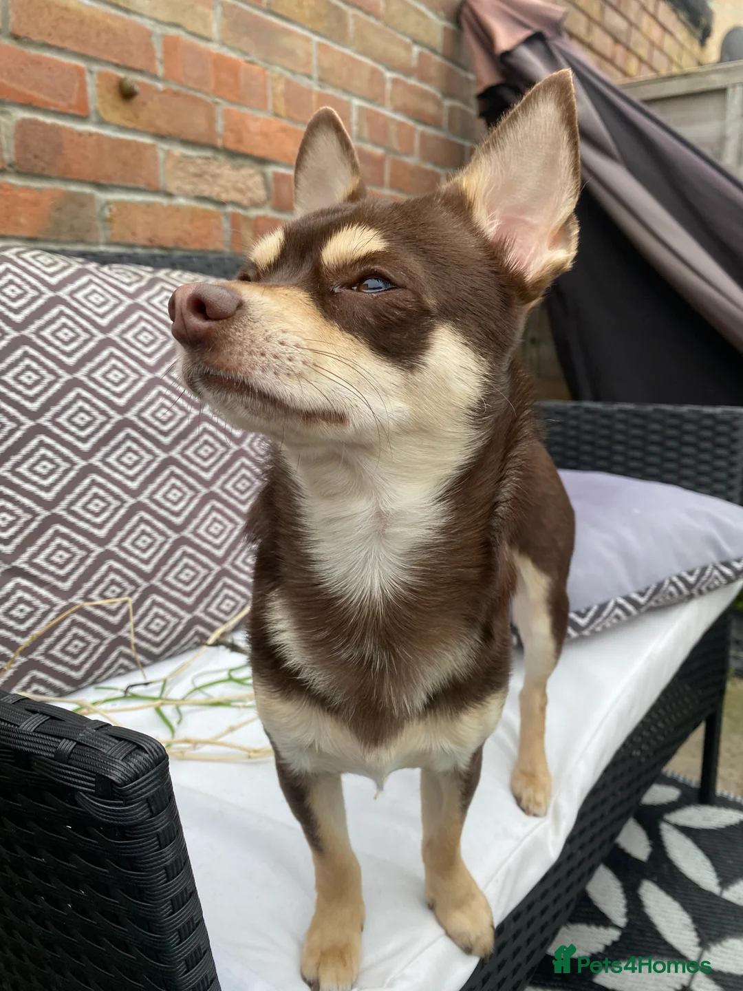 Chihuahua dogs for stud: Reggie the chocolate chi for stud in Ipswich - Advert 3