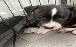 Staffordshire Bull Terrier dogs for sale: Sold  - Image 10