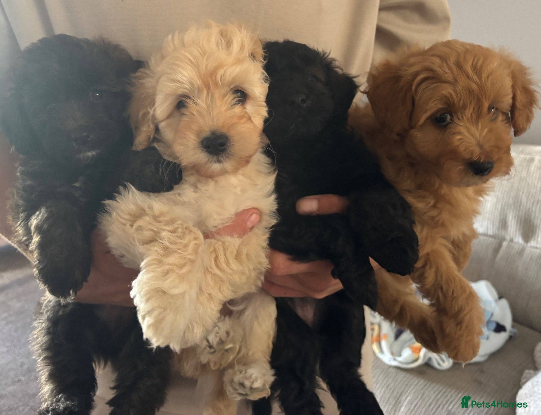 Mixed Breed dogs 2 girls💖 available now!! - Advert 14