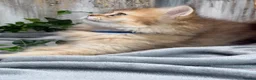 British Longhair cats for sale: British Longhair golden shaded kittens TICA - Advert 6