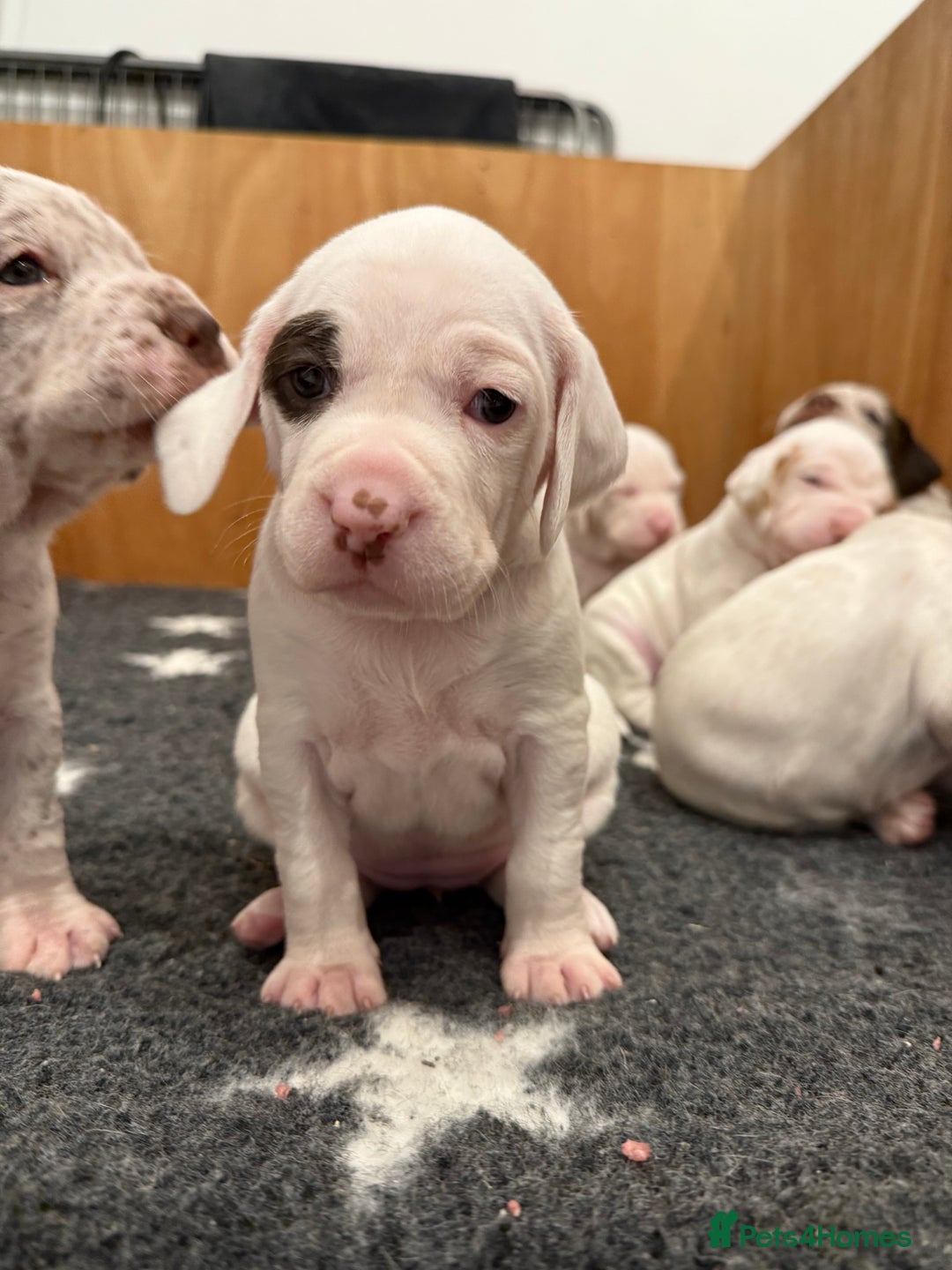 German Shorthaired Pointer dogs for sale: Braque du Bourbonnais - French Pointer - Image 11