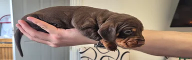 Dachshund Puppy 2