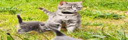 Mixed Breed cats for sale: British Shorthair Dad & Tabby Mom Kittens for Sale - Advert 21