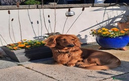 Dachshund dogs for stud: KC registered standard long haired dachshund  - Image 11