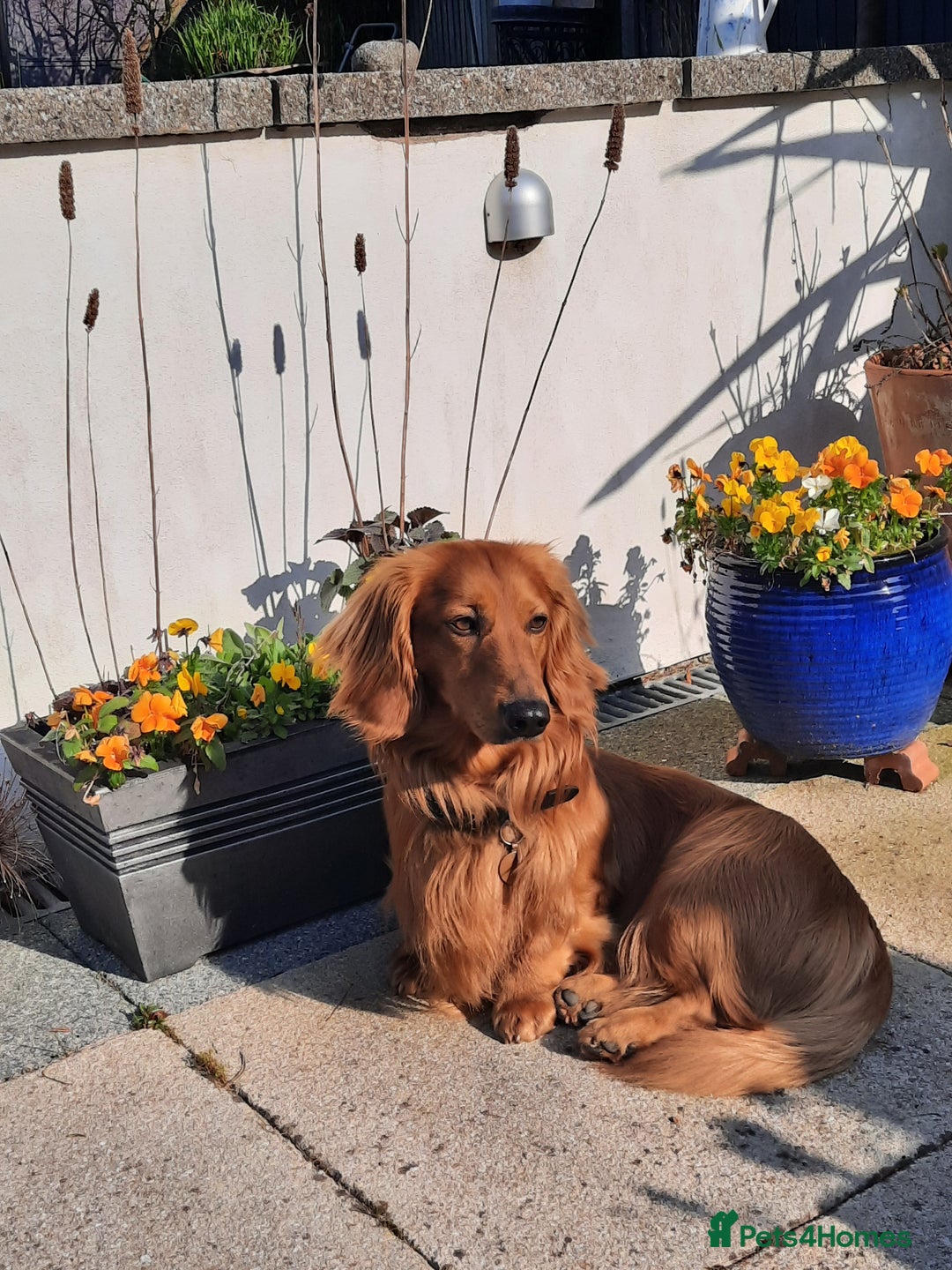 Dachshund dogs for stud: KC registered standard long haired dachshund  - Image 11