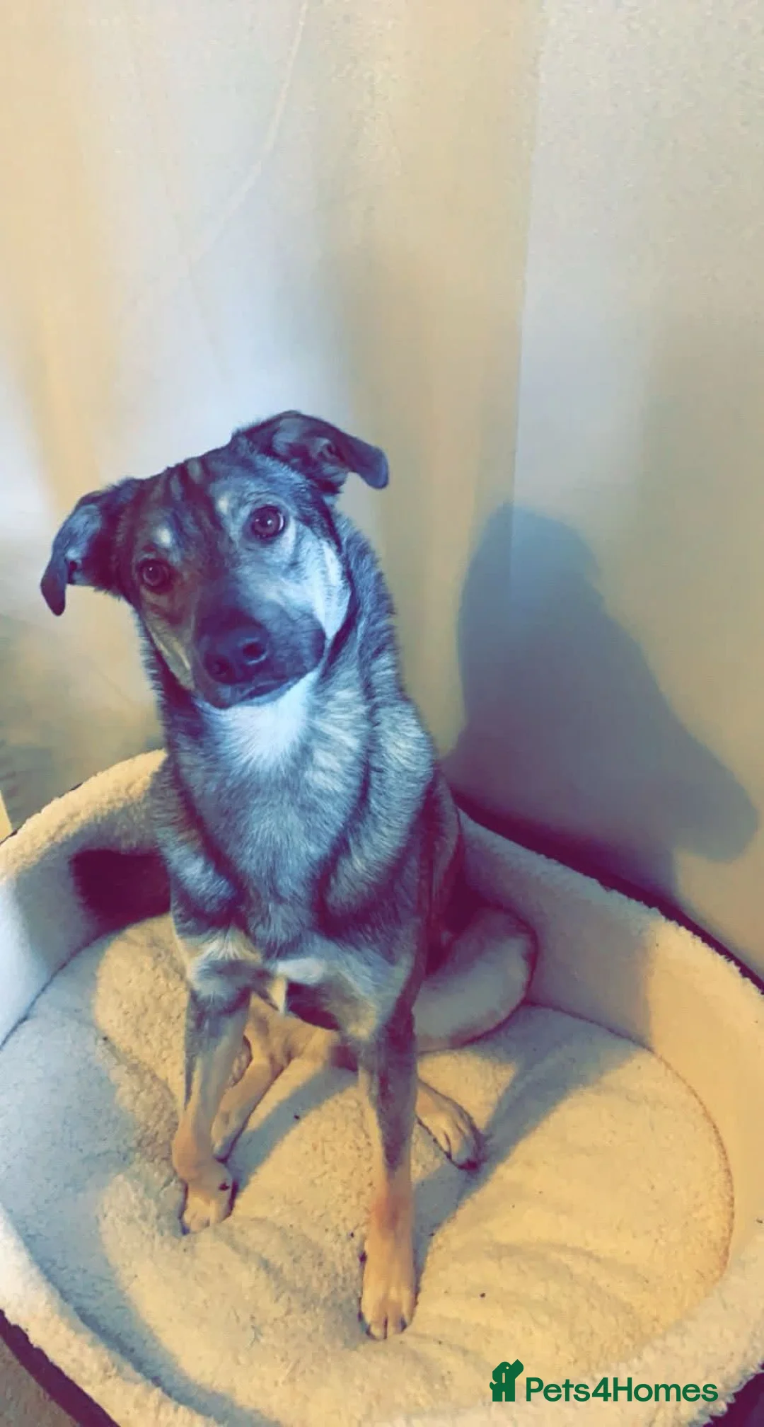 Mixed Breed dogs for adoption: Meet Vinnie, currently residing in Cheshire - Advert 6