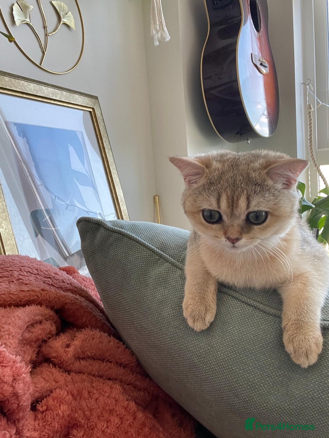 British Shorthair cats for sale: Caring, loving BSH Golden Boy Available  - Image 4