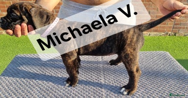 Cane Corso dogs - Advert 2