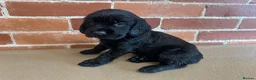 Cockerdor dogs for sale: Cockerdor puppies - Advert 21