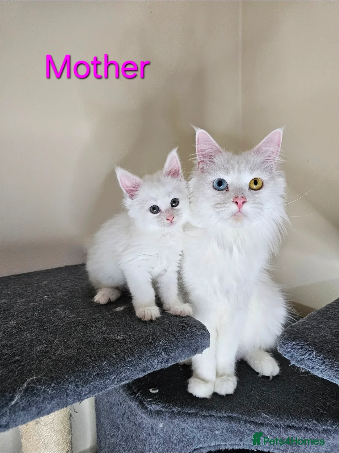 Maine Coon cats for sale: Maine coon  - Advert 10