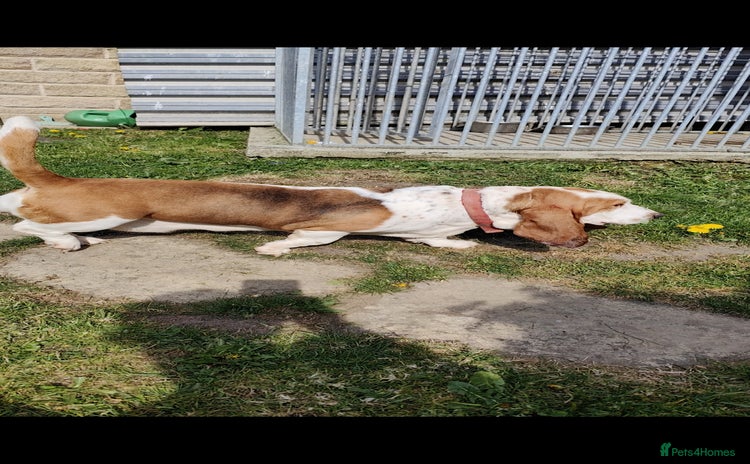 Basset Hound dogs - Advert 15