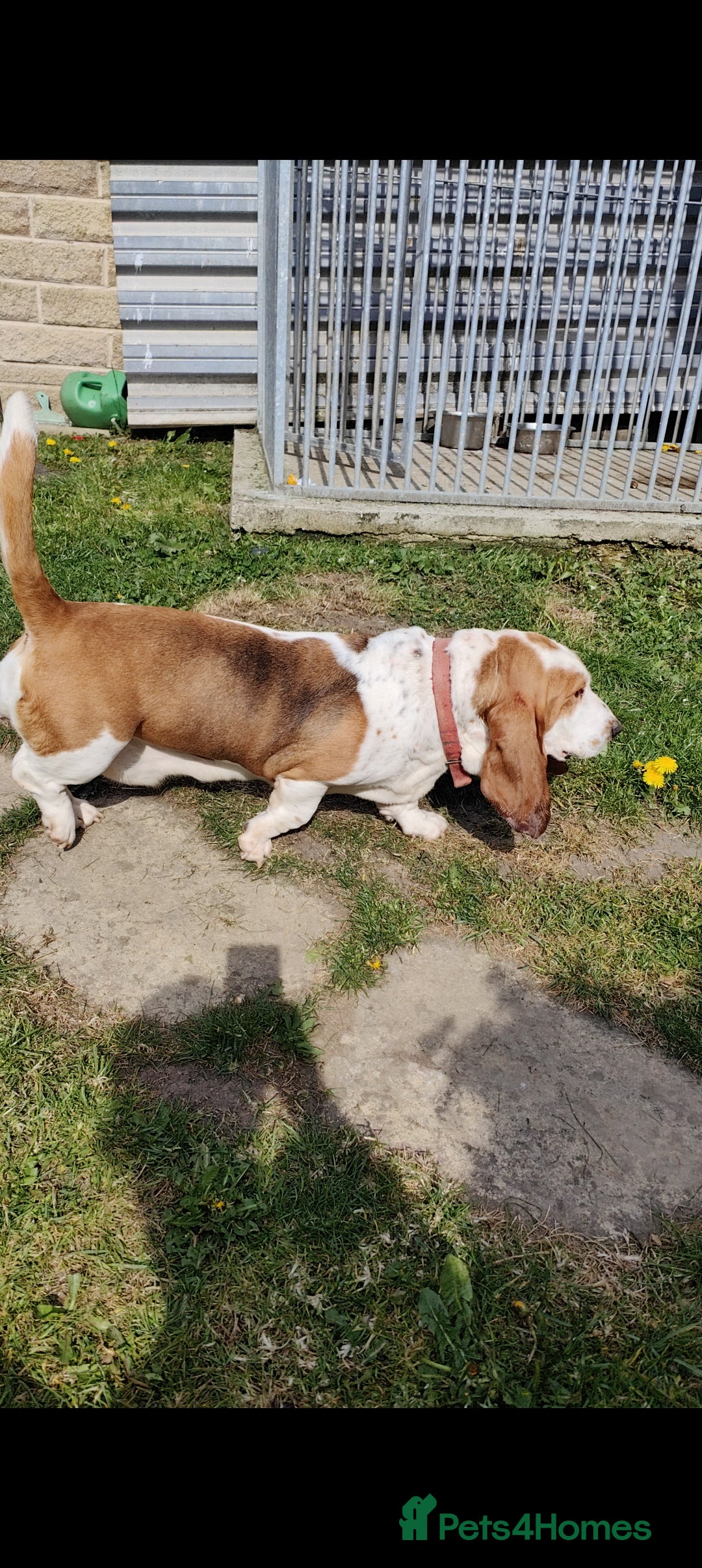 Basset Hound dogs for sale: 🐾 Two Beautiful Female Basset Hounds🐾 - Image 1