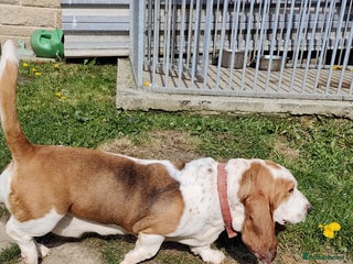 Basset Hound dogs - Advert 24