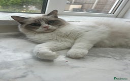 Ragdoll cats for sale: Beautiful Ragdolls Available. - Image 4