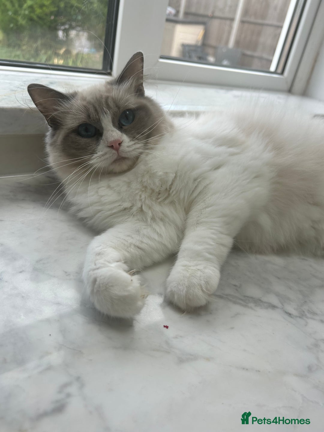 Ragdoll cats for sale: Beautiful Ragdolls Available. - Image 4