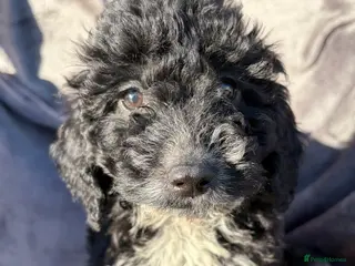 Cockapoo dogs 🐾STUNNING F1 COCKERPOOS 🐾 - Advert 8